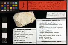 Foto (Objekt + Etiketten) von Eopaguropsis schindewolfi (Fraaije et al., 2019) 